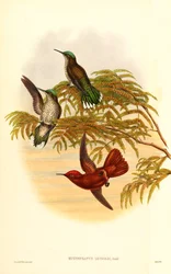 Corona di Fuoco di Leybold (Eustephanus Leyboldi) ora sinonimo di Sephanoides fernandensis leyboldi